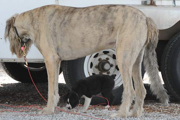 0704-NAJYRC-7-26-09-Dogs-DDeRosaPhoto.jpg