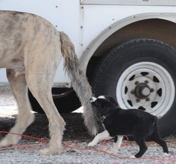 0709-NAJYRC-7-26-09-Dogs-DDeRosaPhoto.jpg