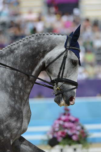 Olympics-EV-DRE-7-28-12-2598-TianaCoudray-RingwoodMagister-USA-DDeRosaPhoto