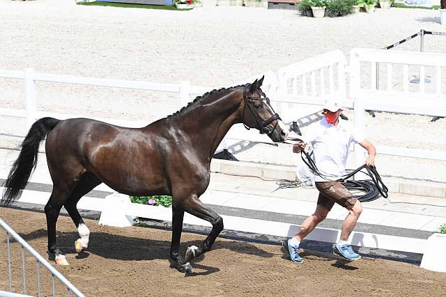 OLY-2020-DRESSAGE-JOG-7-24-21-0750-105-THEURER V MAX-ABEGGLEN NRW-AUT-DDEROSAPHOTO