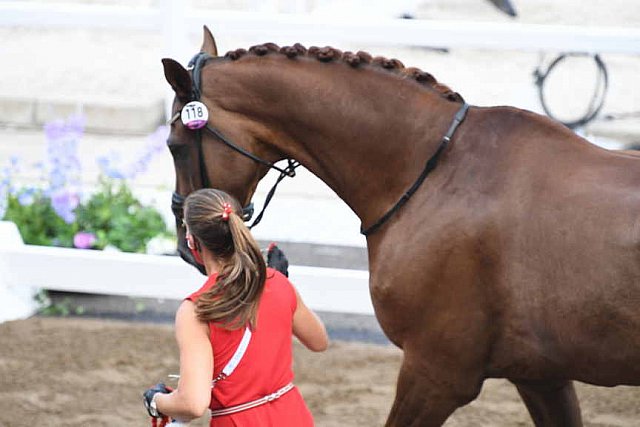 OLY-2020-DRESSAGE-JOG-7-24-21-0853118-CATHRINE DUFOUR-BOHEMIAN-DEN-DDEROSAPHOTO