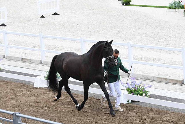 OLY-2020-DRESSAGE-JOG-7-24-21-1154-149-YESSUB RAHMOUNI-ALL AT ONCE-MOR-DDEROSAPHOTO