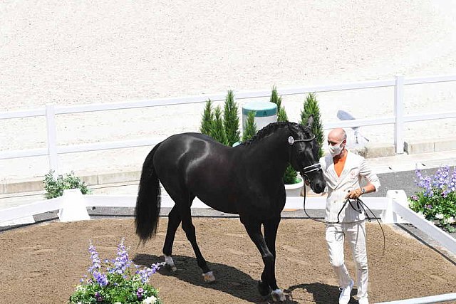OLY-2020-DRESSAGE-JOG-7-24-21-1207-152-HP MINDERHOUD-DREAM BOY-NED-DDEROSAPHOTO
