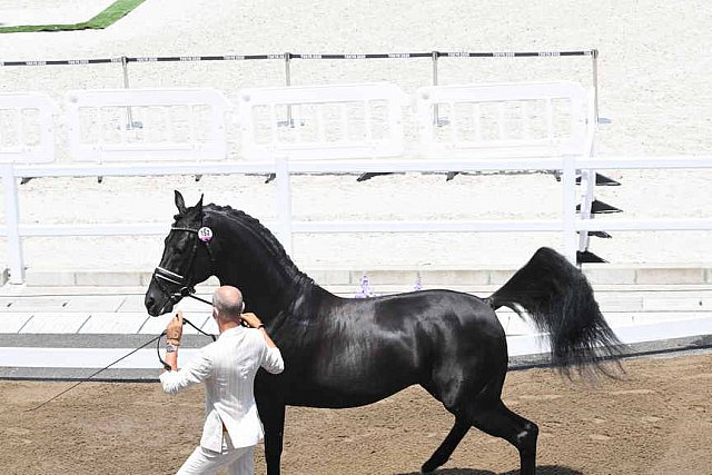 OLY-2020-DRESSAGE-JOG-7-24-21-1209-152-HP MINDERHOUD-DREAM BOY-NED-DDEROSAPHOTO