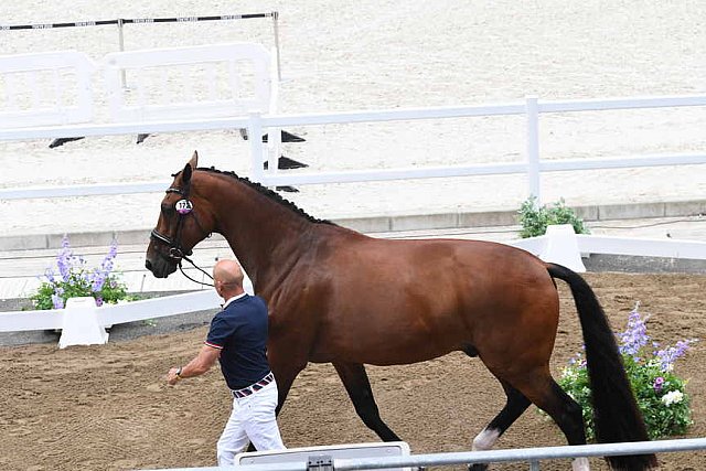 OLY-2020-DRESSAGE-JOG-7-24-21-1459-172-STEFFEN PETERS-SUPPERKASPER-USA-DDEROSAPHOTO