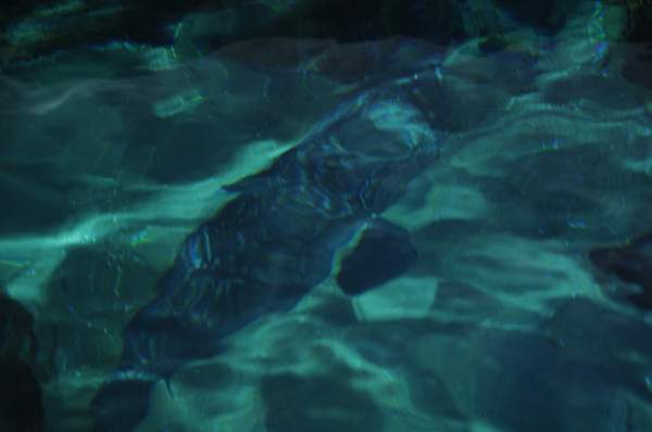 PCLI-11-7-09-136-Culinary-Aquarium-DDeRosaPhoto.jpg
