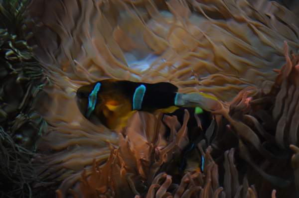 PCLI-11-7-09-148-Culinary-Aquarium-DDeRosaPhoto.jpg