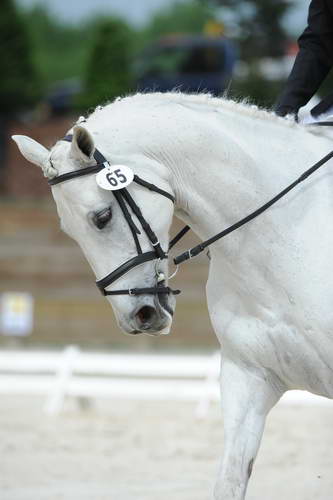 So8ths-5-4-12-Dressage-0791-KaylinMedlin-Watch-Me-Now-DDeRosaPhoto