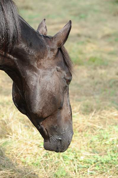 SharkGesture-7-19-10-0367-DER_6508-DDeRosaPhoto.jpg