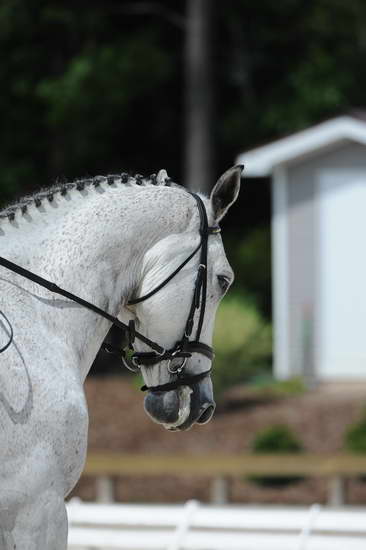 So8ths-5-4-12-Dressage-0899-ElliottBlackmon-TullyCrossPrescott-DDeRosaPhoto