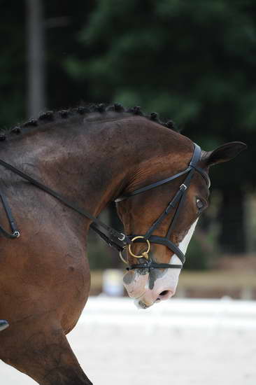 So8ths-5-4-12-Dressage-1063-KindellBillingsley-Keeneland-DDeRosaPhoto