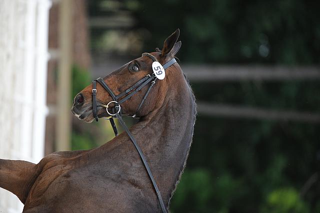 So8ths-5-4-12-Dressage-0608-LindsayStaianoWilliams-TriumphII-DDeRosaPhoto
