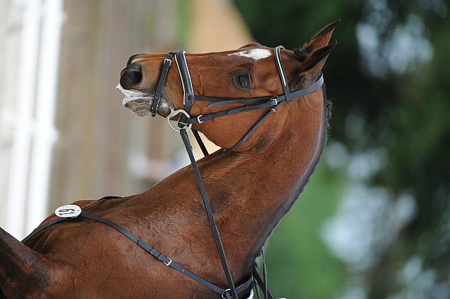 So8ths-5-4-12-Dressage-0682-AllieKeresman-MysticDora-DDeRosaPhoto