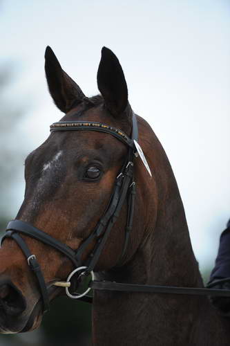 So8ths-5-4-12-Dressage-0586-LindsayStaianoWilliams-TriumphII-DDeRosaPhoto