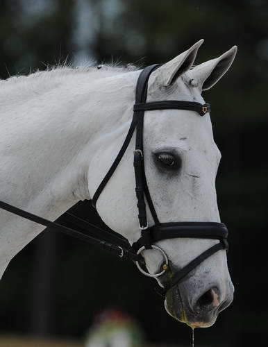 So8ths-5-4-12-Dressage-1165-DCMcBroom-GroundForce-DDeRosaPhoto - Copy