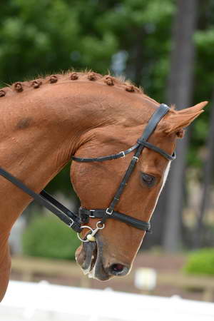So8ths-5-3-13-Dressage-5286-SamanthaDiMaria-Valentine-DDeRosaPhoto