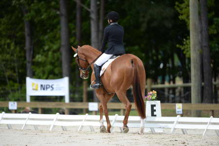 So8ths-5-3-13-Dressage-5299-SamanthaDiMaria-Valentine-DDeRosaPhoto