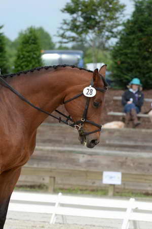 So8ths-5-3-13-Dressage-4938-KathyViele-Matariki-DDeRosaPhoto