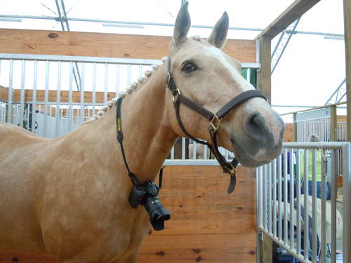 5-AnimalPortrait-2nd-1-So8ths-5-3-13-NikonPhotoContest-0004
