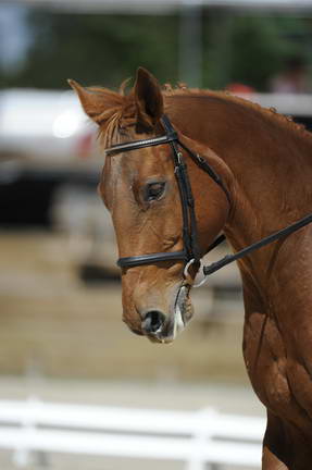 So8ths-11-29-11-DR2-266-AnneLane-Maunder-PennyLane-DDeRosaPhoto.JPG