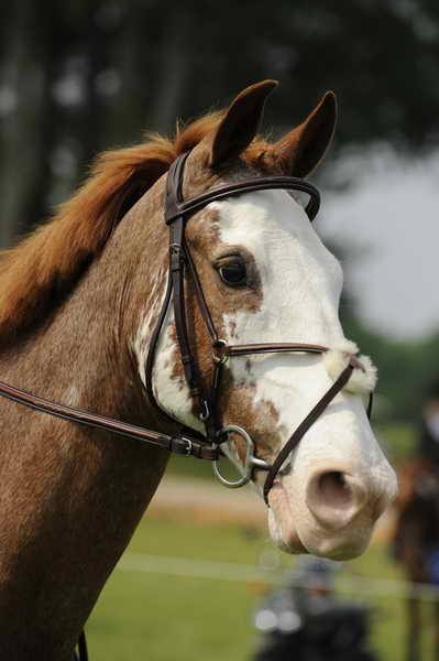 Horseheads-So8ths-5-1-11-6150-BrianaTimmerman-ASplashofHenry-DDeRosaPhoto.JPG