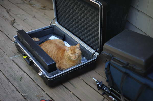 Cats-5-14-09-057-DDeRosaPhotos.jpg