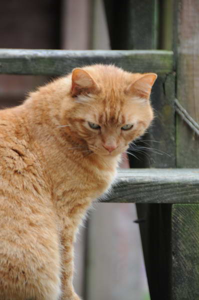 Cats-5-14-09-086-DDeRosaPhotos.jpg