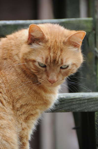 Cats-5-14-09-087-DDeRosaPhotos.jpg