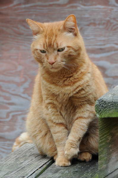 Cats-5-14-09-091-DDeRosaPhotos.jpg
