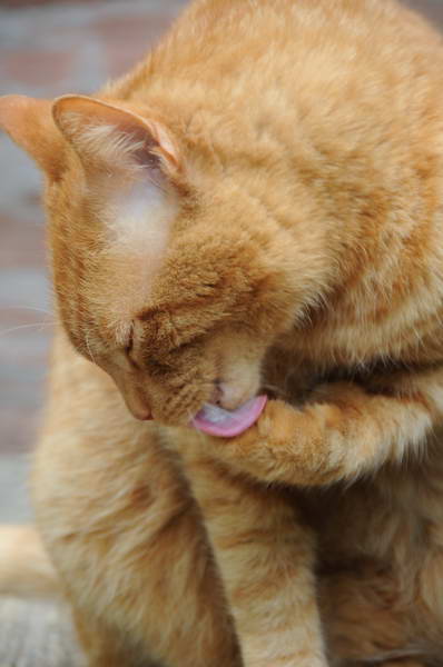 Cats-5-14-09-099-DDeRosaPhotos.jpg