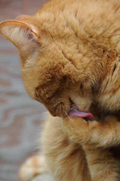 Cats-5-14-09-101-DDeRosaPhotos.jpg