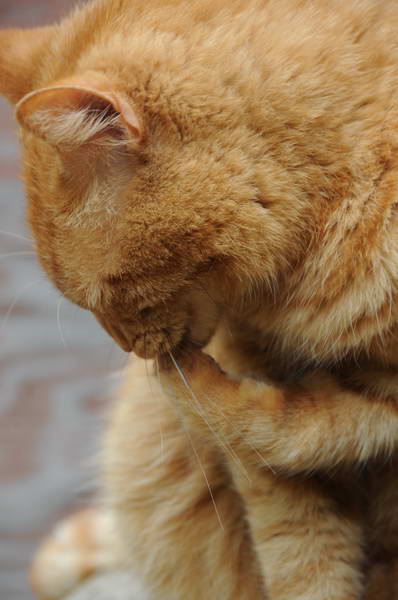 Cats-5-14-09-102-DDeRosaPhotos.jpg