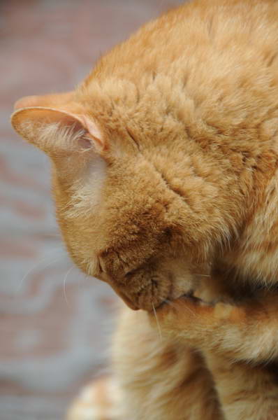 Cats-5-14-09-103-DDeRosaPhotos.jpg