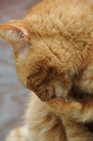 Cats-5-14-09-104-DDeRosaPhotos.jpg