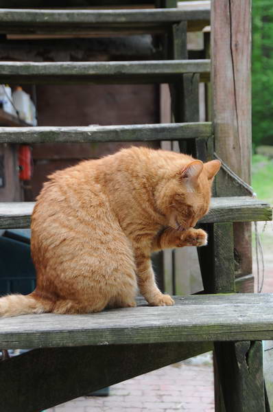 Cats-5-14-09-112-DDeRosaPhotos.jpg