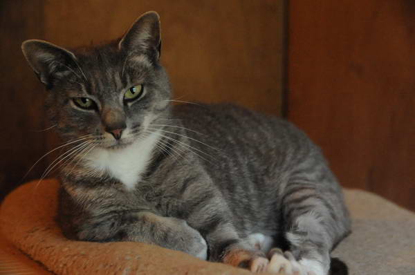 Cats-5-14-09-115-DDeRosaPhotos.jpg