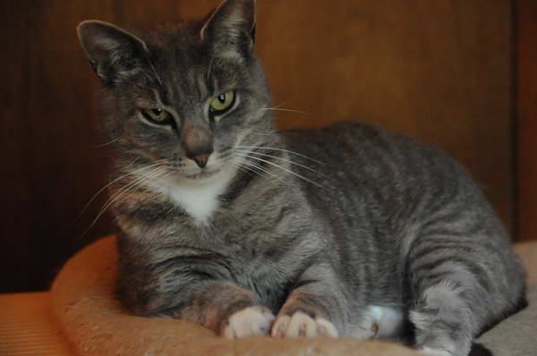 Cats-5-14-09-116-DDeRosaPhotos.jpg