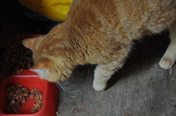 Cats-5-14-09-118-DDeRosaPhotos.jpg
