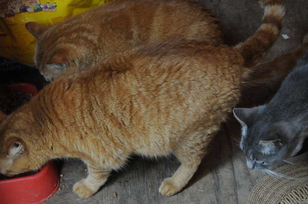 Cats-5-14-09-122-DDeRosaPhotos.jpg