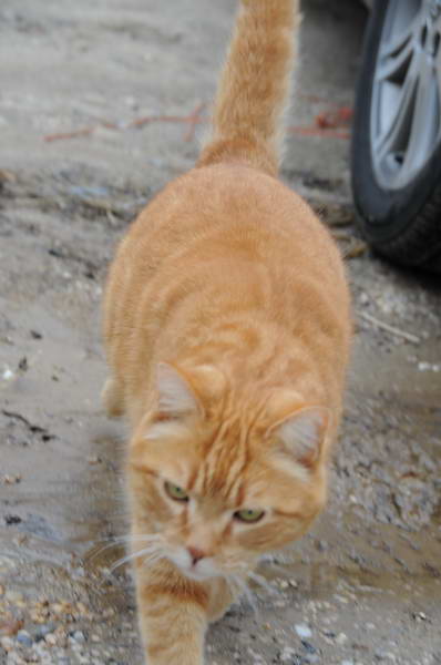 Cats-Property-4-4-09-73-DDeRosaPhoto.jpg