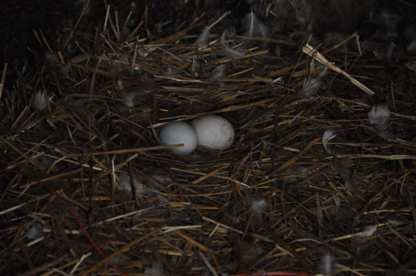 Chickens-4-4-09-78-DDeRosaPhoto.jpg
