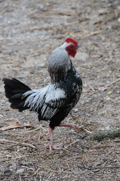 Rooster-4-4-09-59-DDeRosaPhoto.jpg