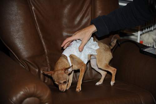 Dogs-12-20-09-47-DDeRosaPhoto.jpg