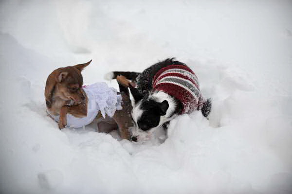 Dogs-12-20-09-76-DDeRosaPhoto.jpg