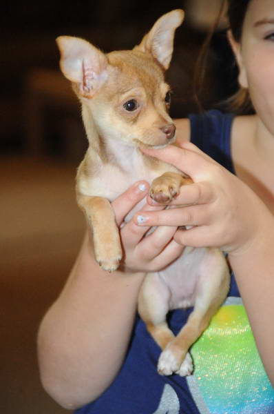 Dogs-5-21-09-03-DDeRosaPhoto.jpg