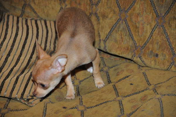 Dogs-5-21-09-14-DDeRosaPhoto.jpg