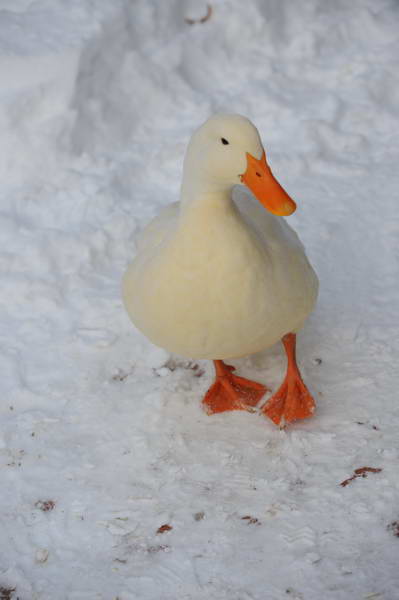Ducks-12-20-09-11-DDeRosaPhoto.jpg