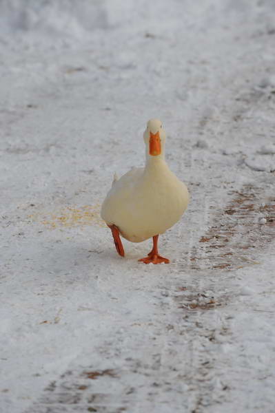 Ducks-12-20-09-17-DDeRosaPhoto.jpg