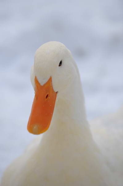 Ducks-12-20-09-35-DDeRosaPhoto.jpg