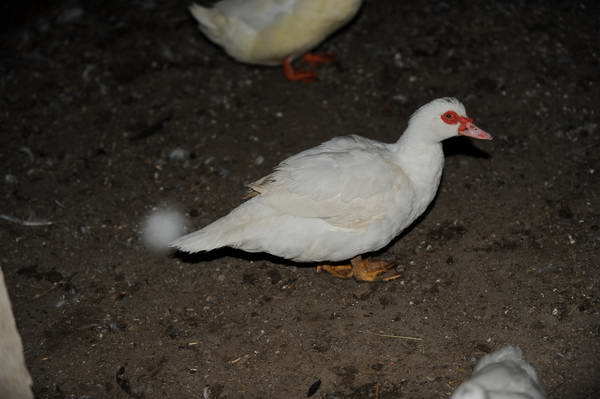 Ducks-12-20-09-94-DDeRosaPhoto.jpg